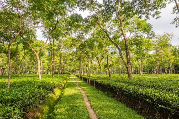 Srimangal – Tea Capital of Bangladesh