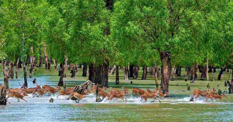 Sundarbans Mangrove Forest, Sundarbans, Bangladesh